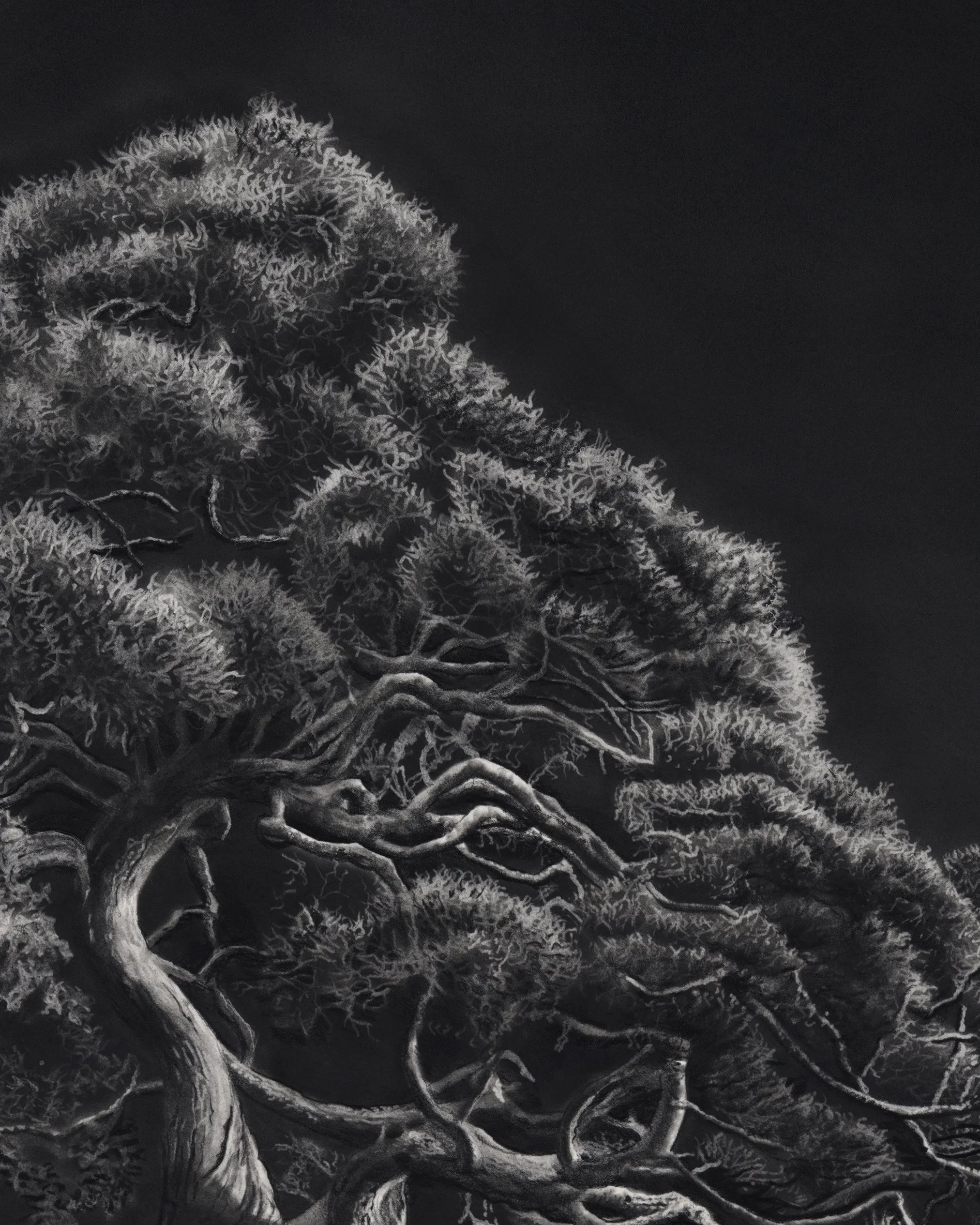 Jono Dry, graphite drawings and prints, plate 4